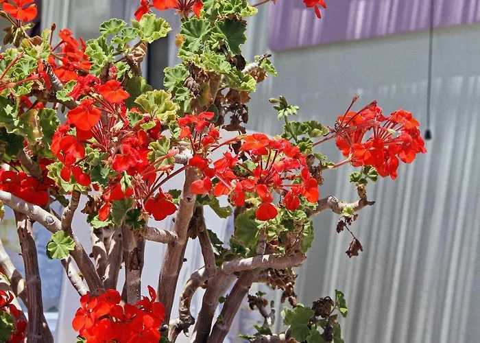 アパート De Sol ハラキ