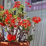 Apartman De Sol Haráki