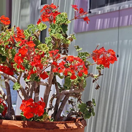 Apartment De Sol Haraki